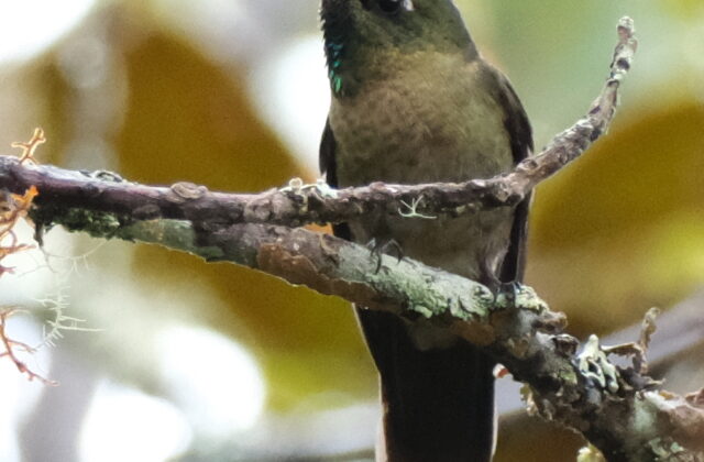 Rufous-capped Thornbill
