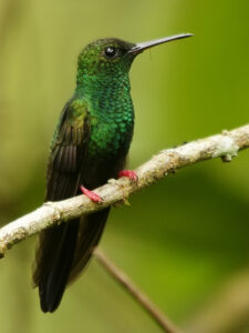 Bronze-tailed Plumeleteer