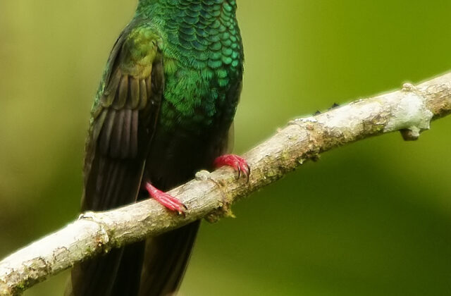 Bronze-tailed Plumeleteer