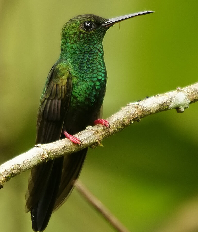 Bronze-tailed Plumeleteer