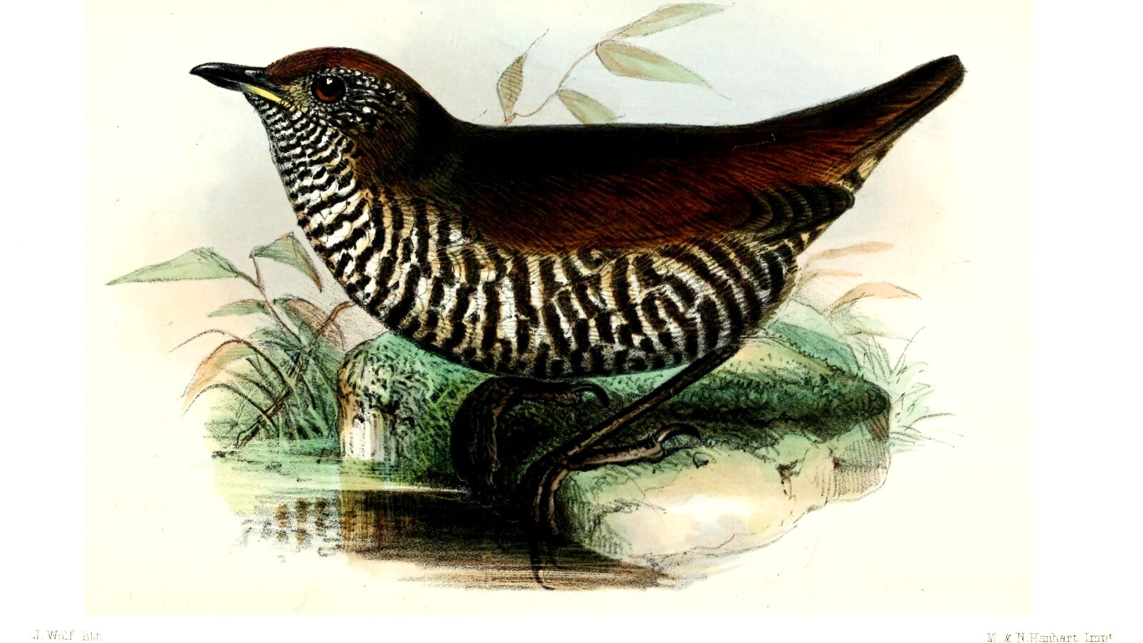 Barred Antthrush