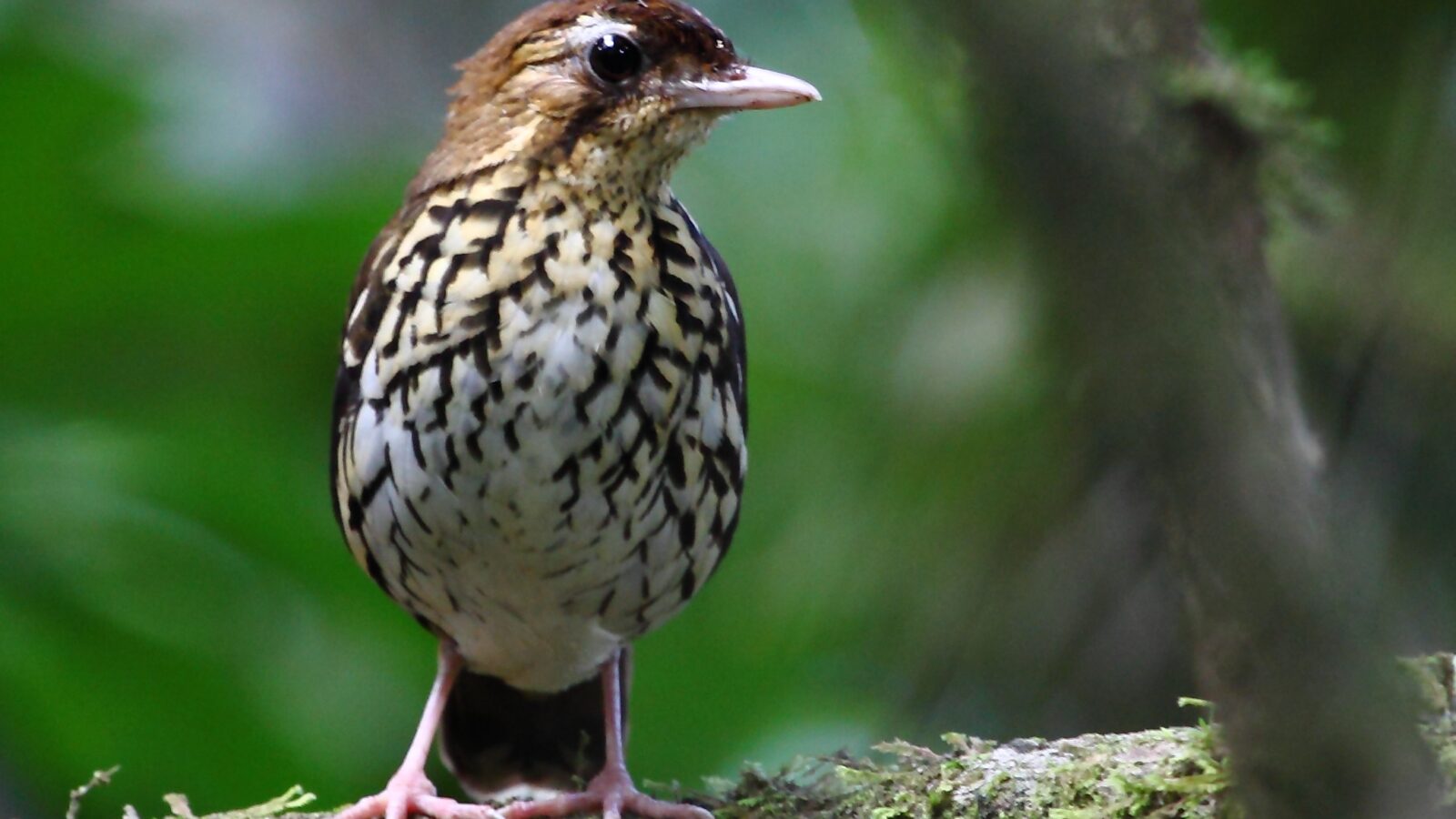 Short-tailed Antthrush