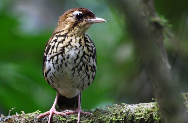 Short-tailed Antthrush