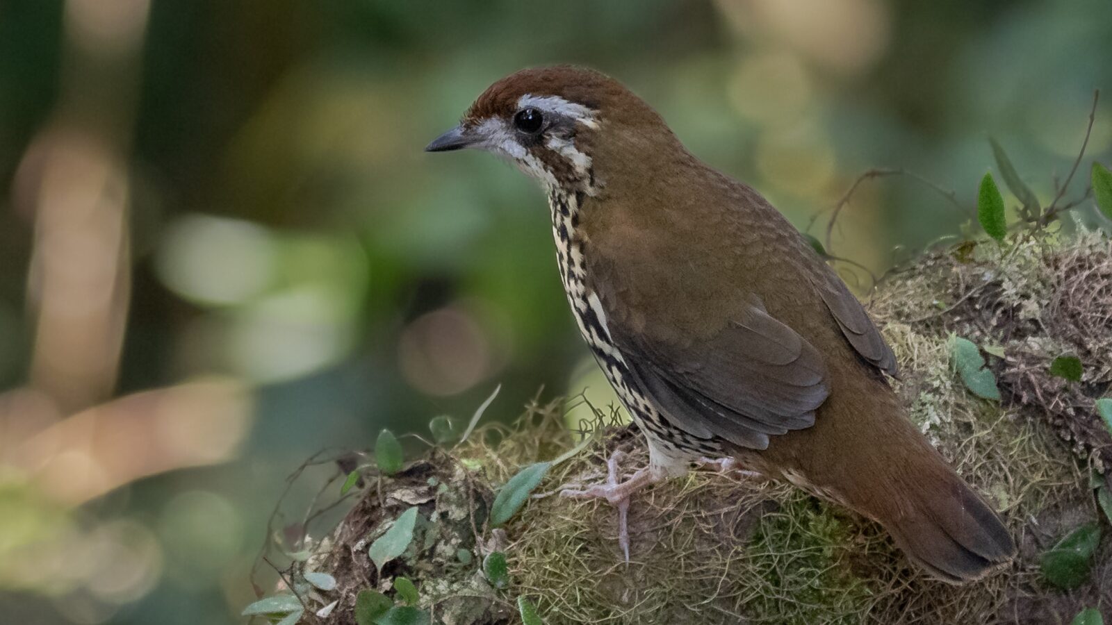 Cryptic Antthrush