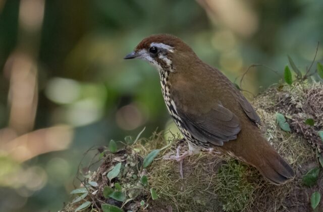 Cryptic Antthrush