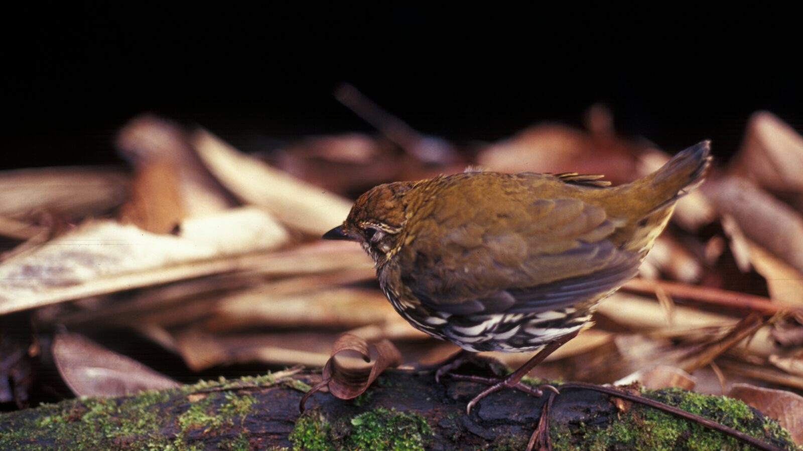 Striated Antthrush