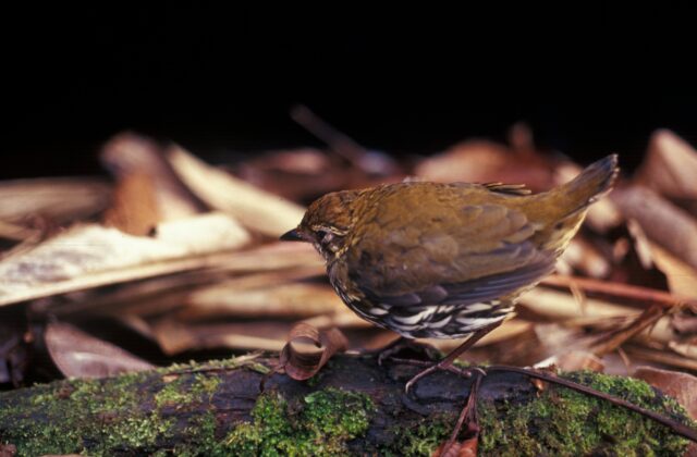 Striated Antthrush