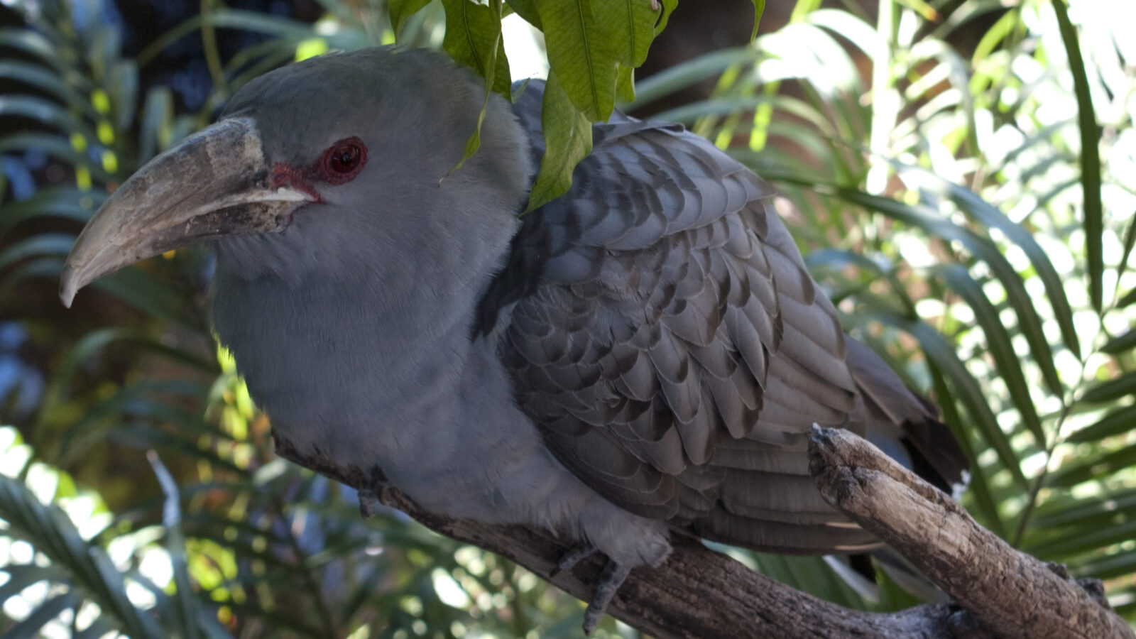 Channel-billed Cuckoo