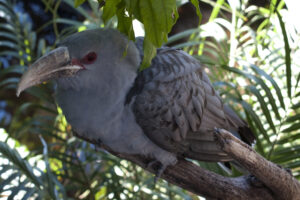 Channel-billed Cuckoo