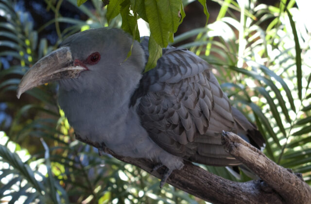 Channel-billed Cuckoo