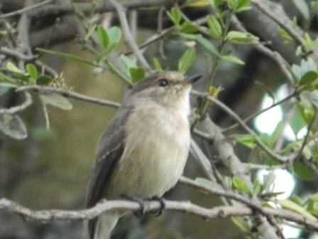 Chapin’s Flycatcher