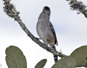 Chapman’s Antshrike