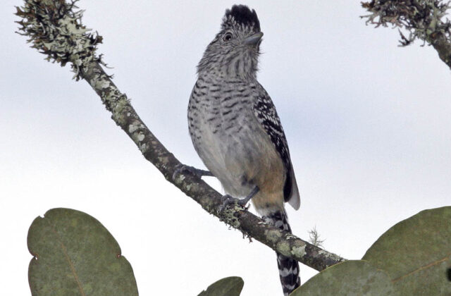Chapman’s Antshrike