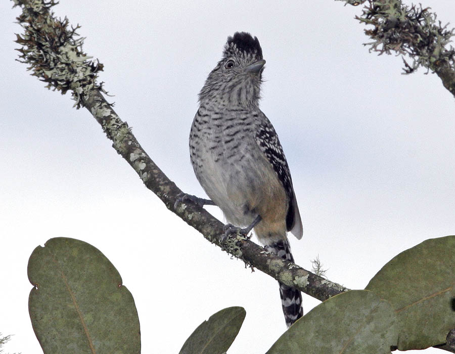 Chapman’s Antshrike