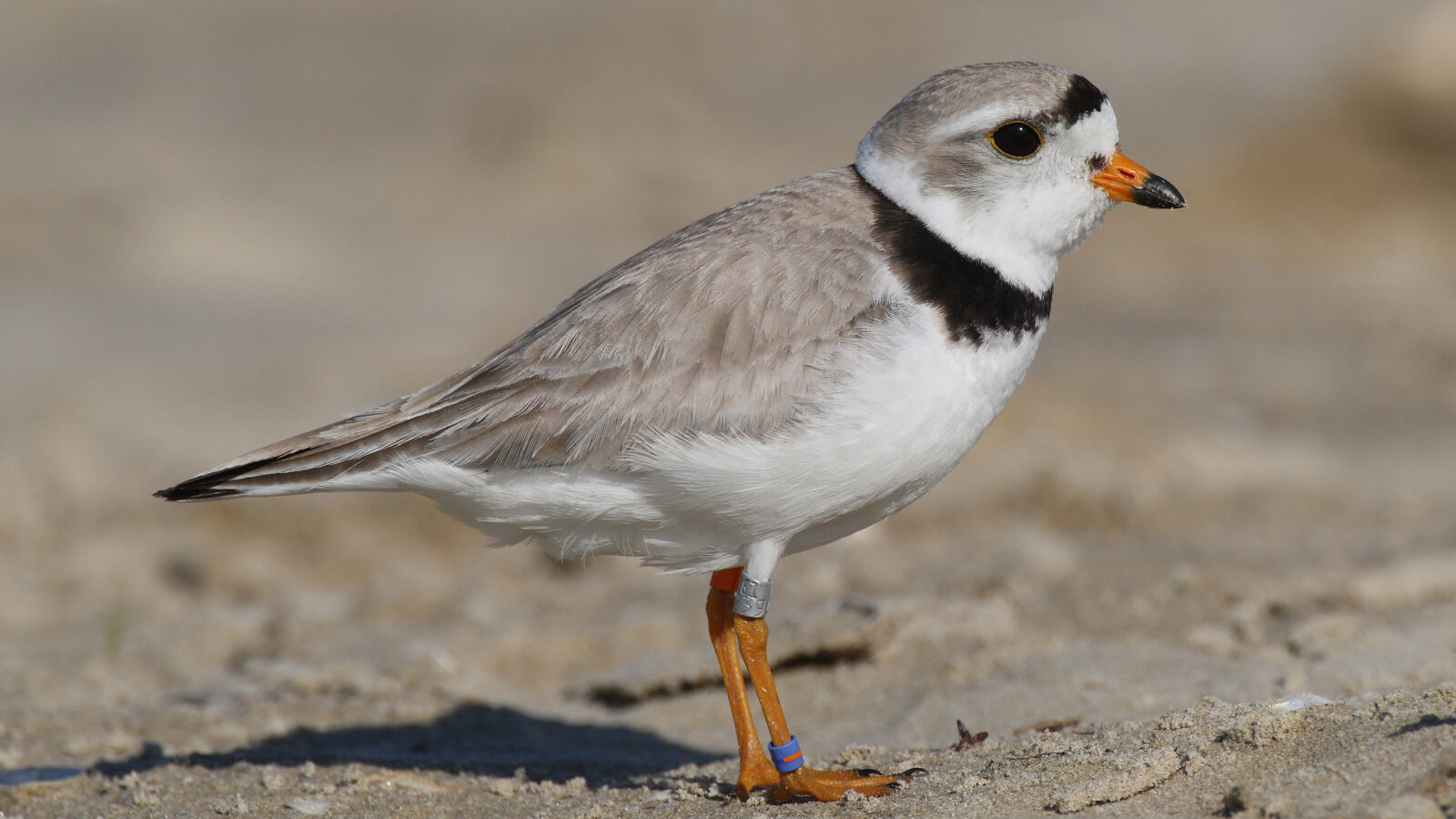 Piping Plover