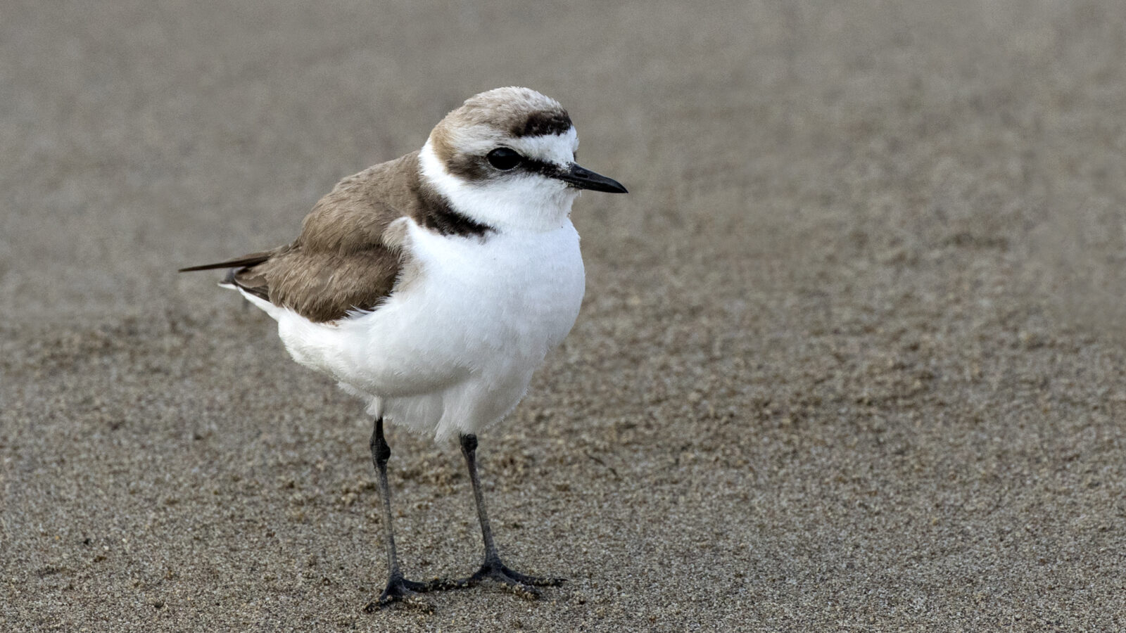 Kentish Plover