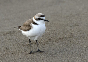 Kentish Plover