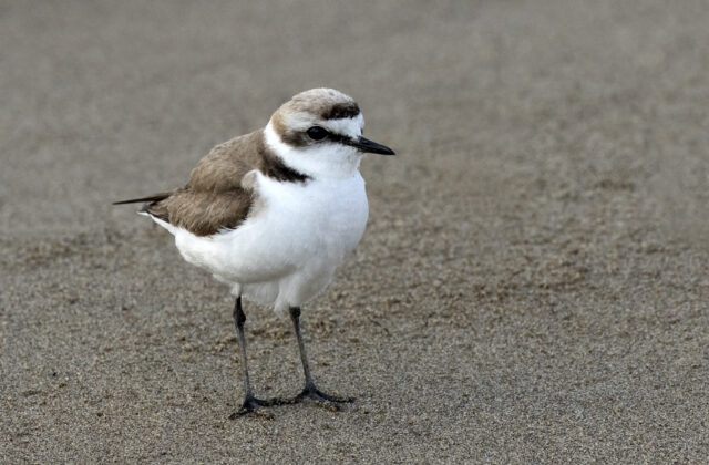 Kentish Plover