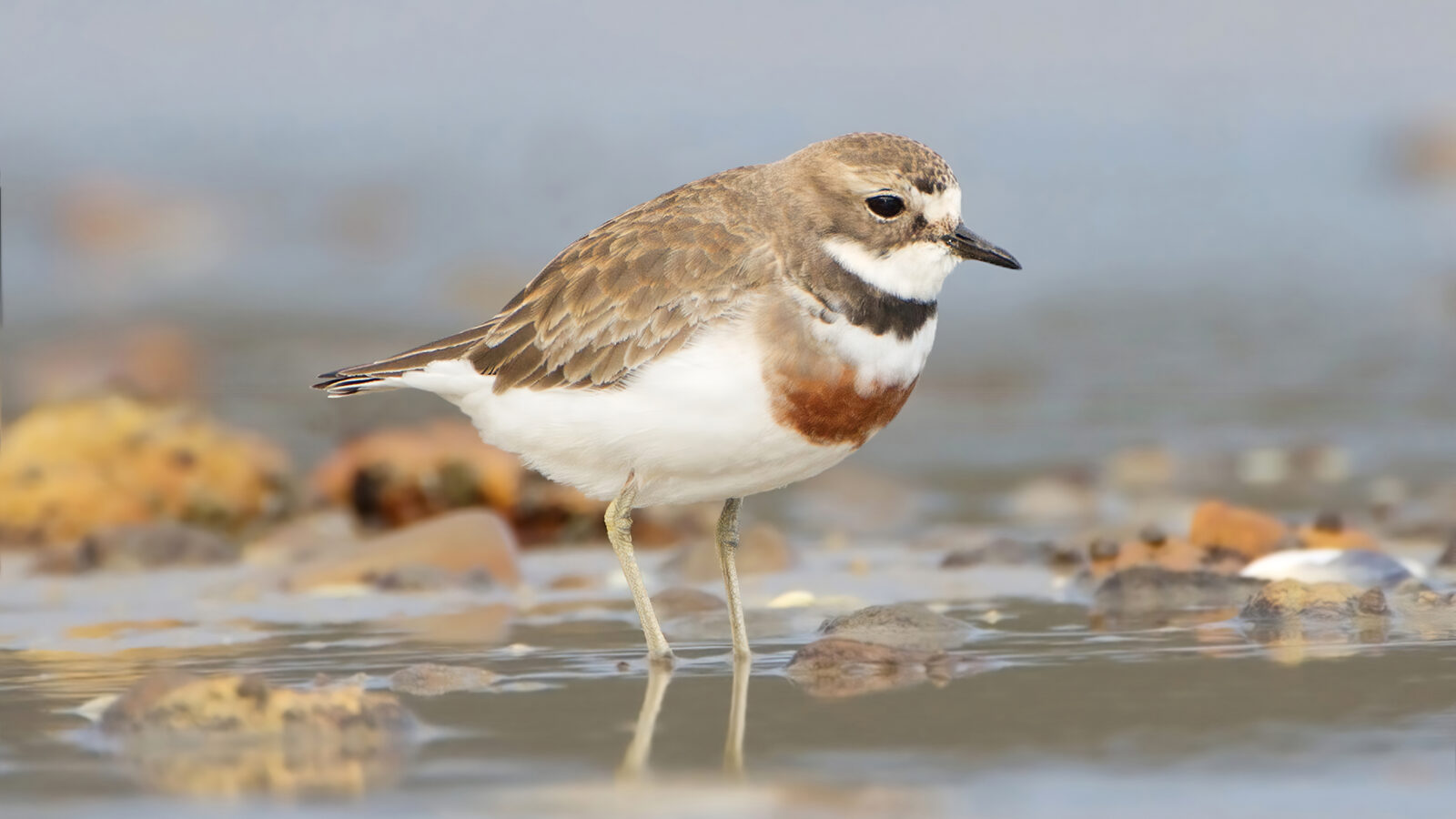 Double-banded Plover