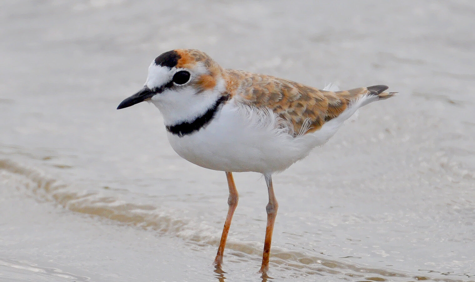 Collared Plover