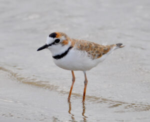 Collared Plover