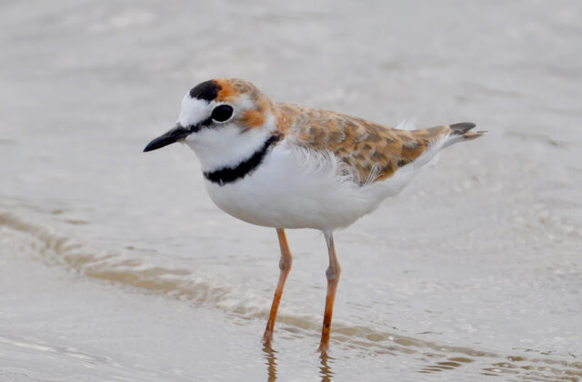 Collared Plover