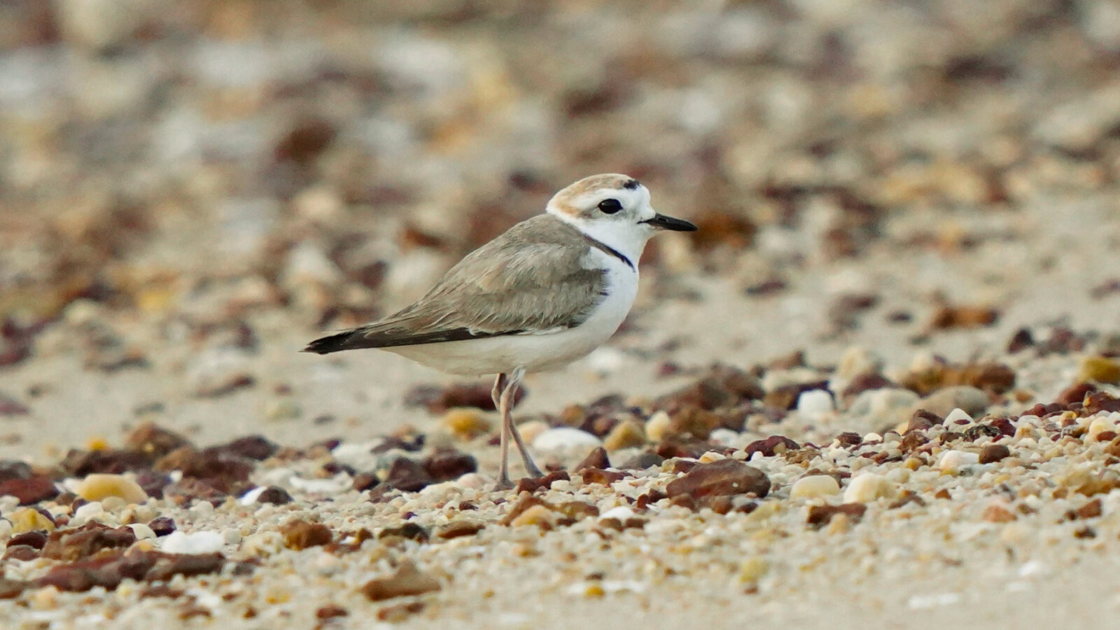 White-faced Plover