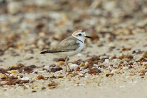 White-faced Plover