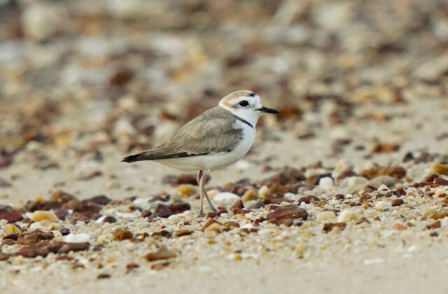 White-faced Plover
