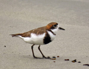 Two-banded Plover
