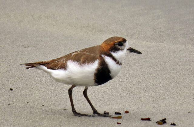 Two-banded Plover