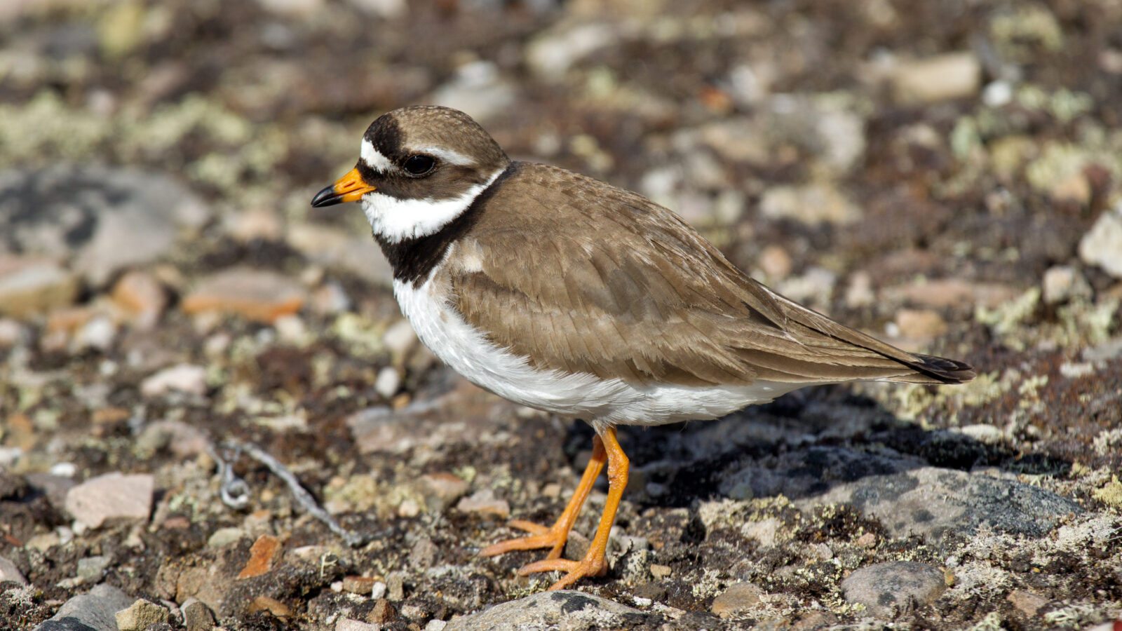 Common Ringed Plover