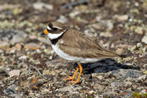 Common Ringed Plover