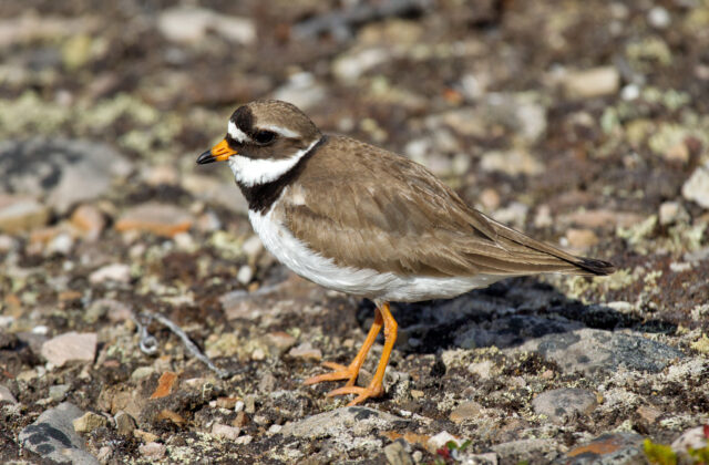 Common Ringed Plover