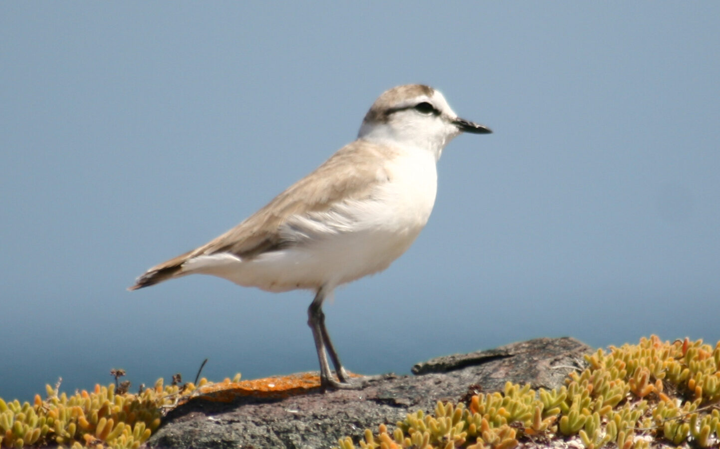 White-fronted Plover