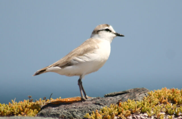 White-fronted Plover