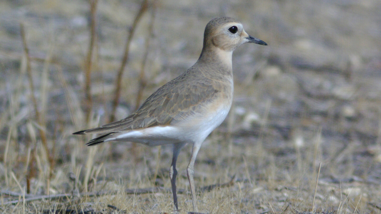 Mountain Plover
