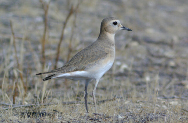 Mountain Plover