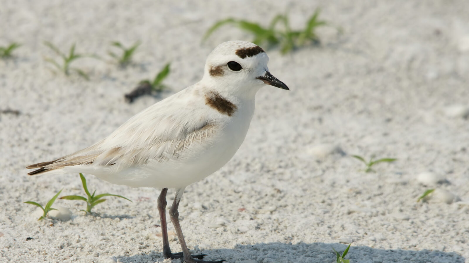 Snowy Plover