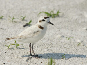 Snowy Plover