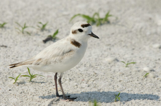 Snowy Plover