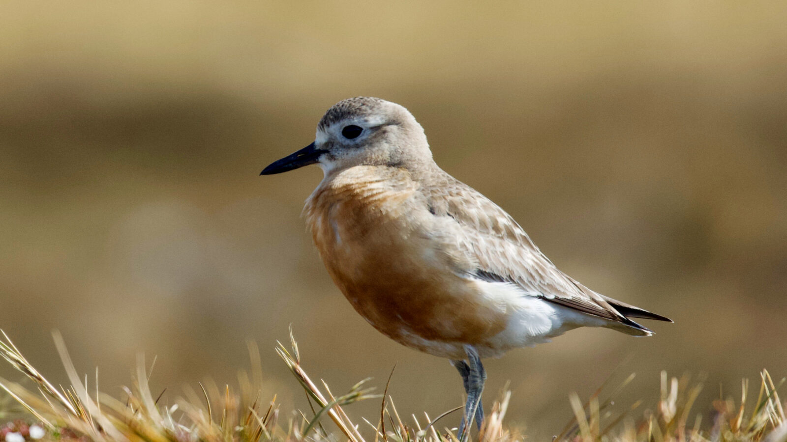 New Zealand Plover