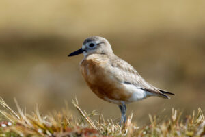 New Zealand Plover