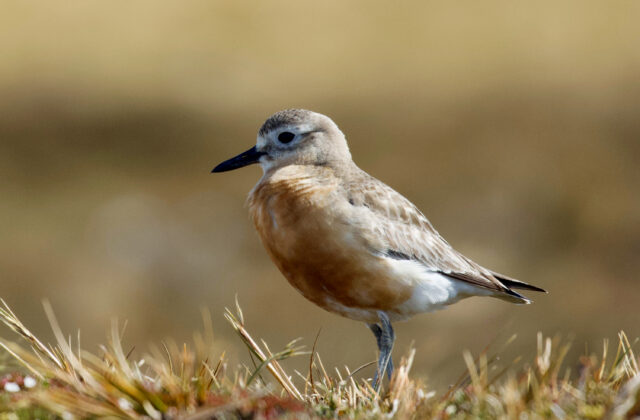 New Zealand Plover