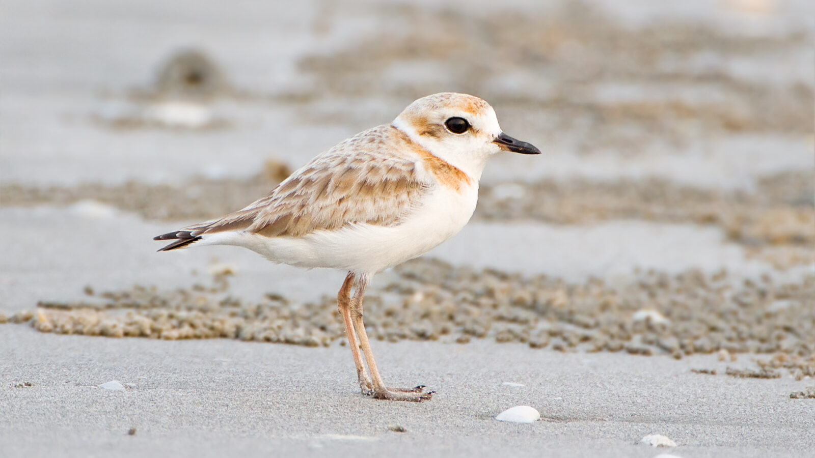 Malaysian Plover