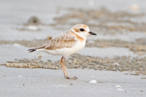 Malaysian Plover