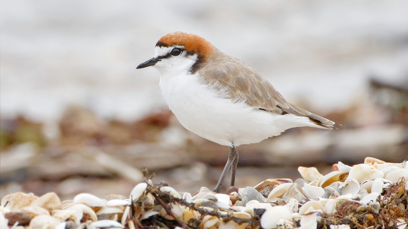 Red-capped Plover