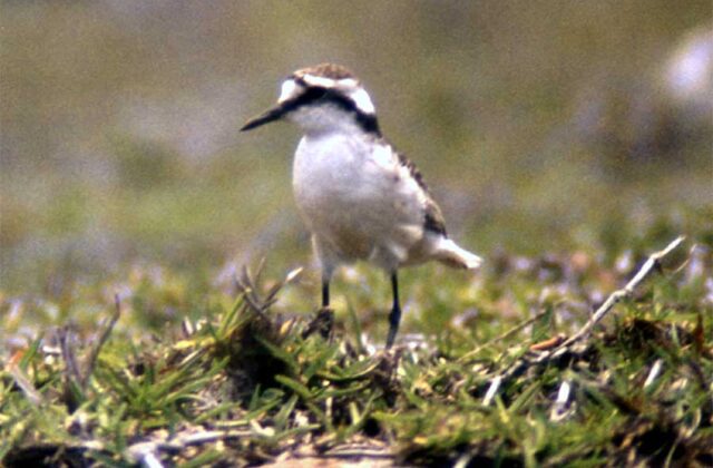 St. Helena Plover