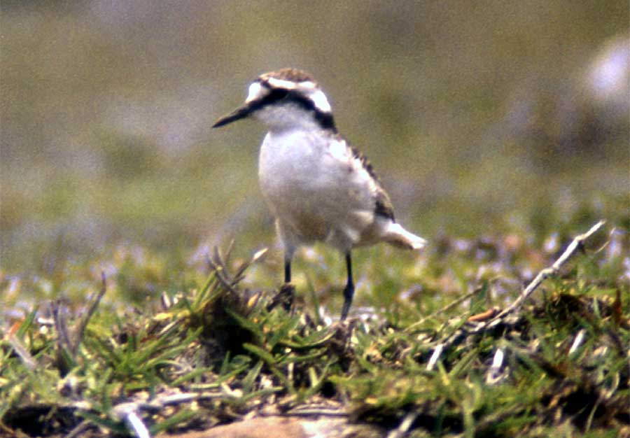St. Helena Plover