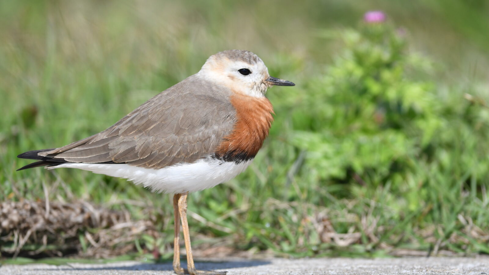 Oriental Plover